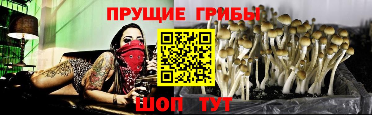 Галлюциногенные грибы Psilocybe  дарнет шоп  Кропоткин  Вход с VPN 
